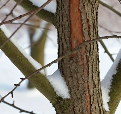 Caring for Trees in the Winter