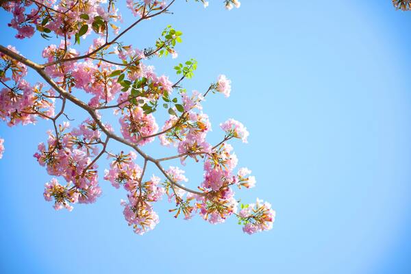 Essential Spring Tree Care: 4 Tips for Vibrant and Healthy Trees