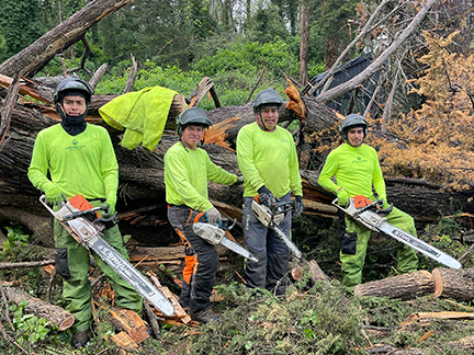  Expert Tree Removal Service, Bay Area
