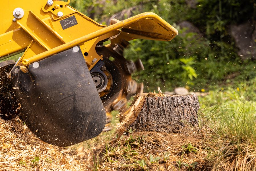A stump grinder in action, removing a tree stump with spinning blades.