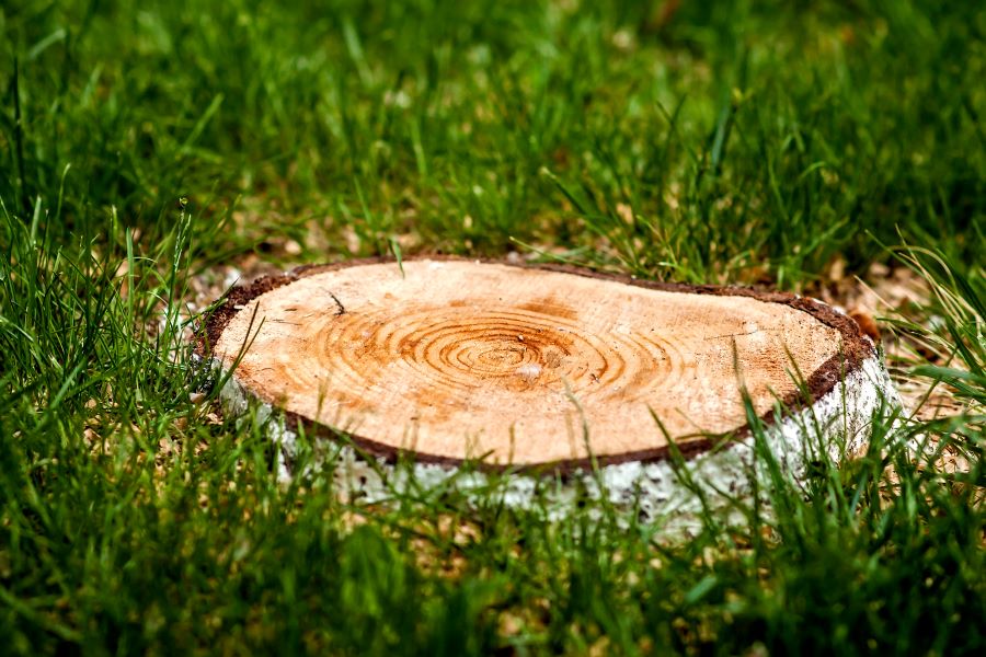 Freshly cut tree stump surrounded by green grass, ready for removal or repurposing.
