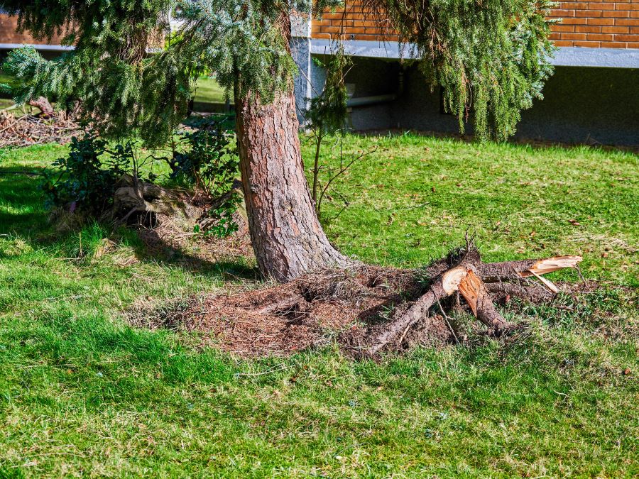 A tree with partially exposed roots and broken limbs, indicating instability and a need for dynamic cabling and bracing.