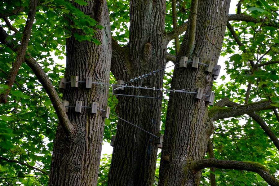 Multi-trunk tree reinforced with static bracing using steel cables and wooden spacers for stability.