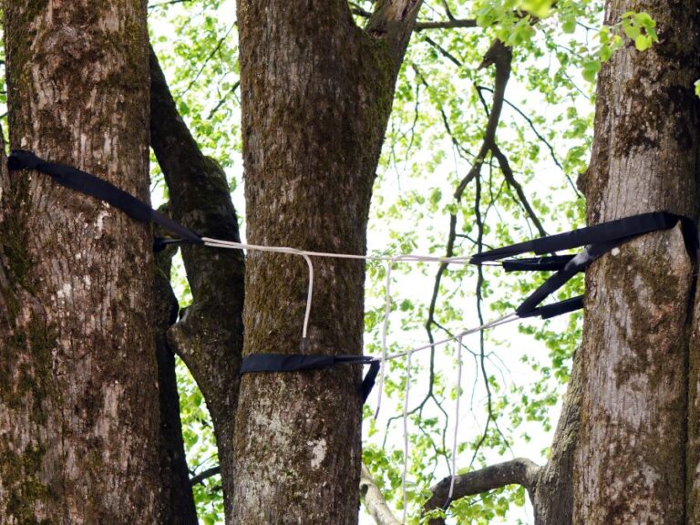 Close-up of a tree dynamic cabling system providing structural support to multiple trunks to prevent splitting.