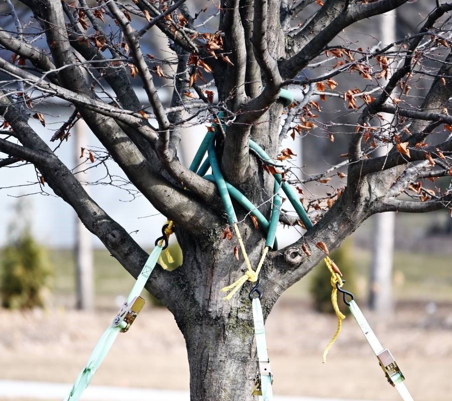 A tree stabilized with dynamic bracing straps and padded supports to prevent structural failure.