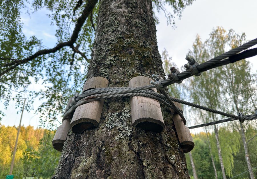Close-up of a tree bracing system using steel cables and wooden spacers to reinforce structural integrity.