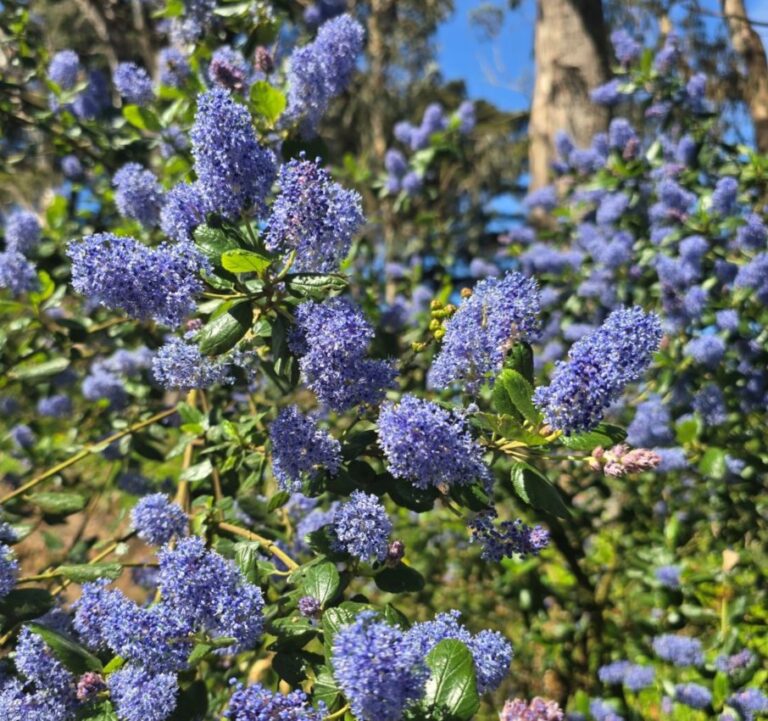 Close-up of vibrant blue Ceanothus flowers, also known as California lilac, in a sunlit garden.