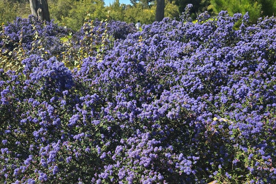 A lush Ceanothus shrub covered in vibrant blue flowers in a natural landscape.