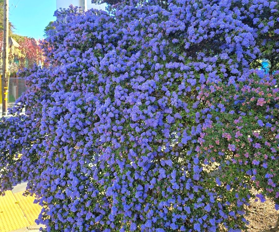 A vibrant Ceanothus shrub covered in blue flowers, thriving in an urban landscape.