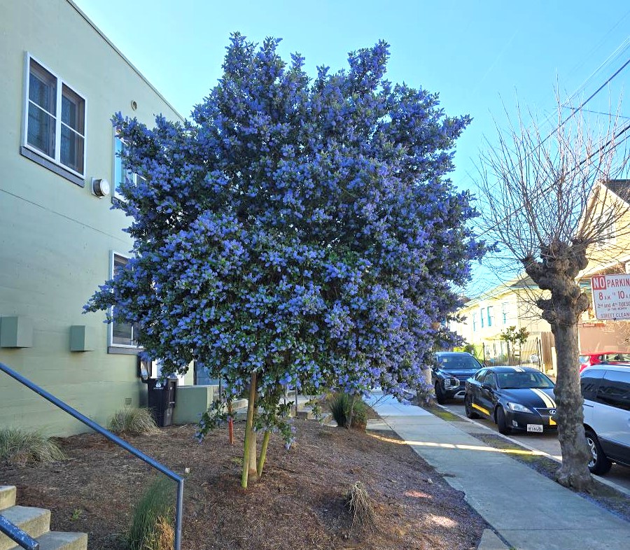 A Ceanothus tree with vibrant blue flowers thriving in a city landscape.