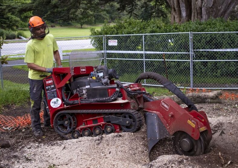 Arborist operating a stump grinder to remove a tree stump in a landscaped area.