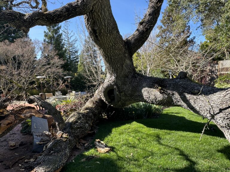 From 1669 Seedling to Second Life — The Legacy of George’s Valley Oak