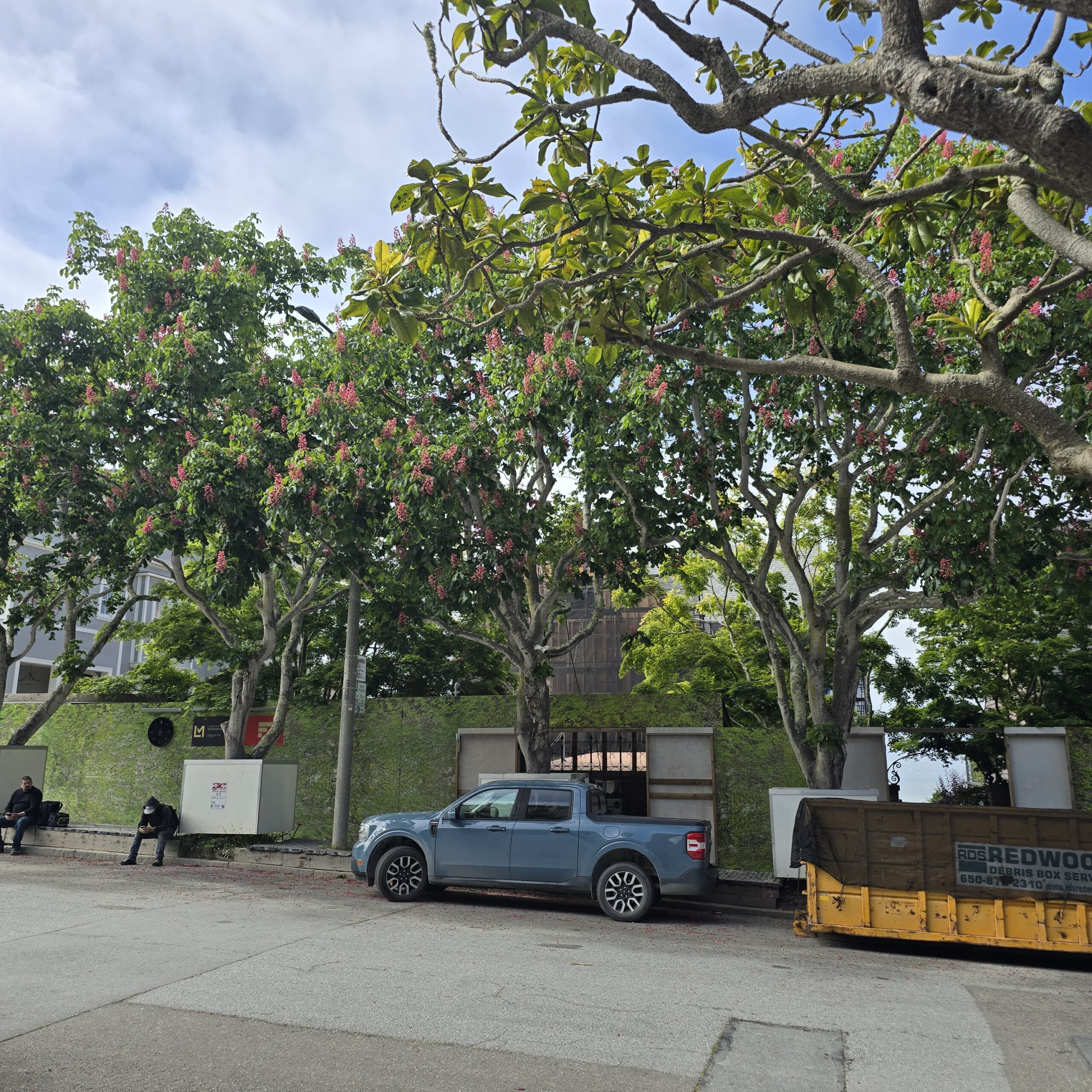 Mature horse chestnut trees in bloom along Vallejo Street in San Francisco with cars parked below