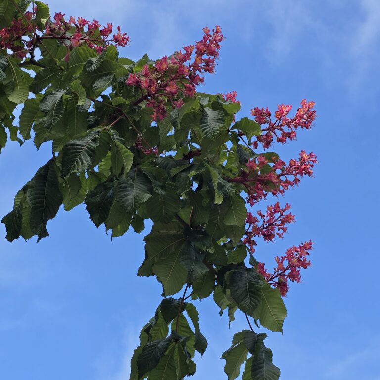 Close-up of red horse chestnut flower cluster with sunlight filtering through green leaves