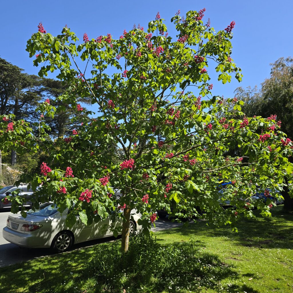 Medium-sized red horse chestnut tree blooming in Golden Gate Park, surrounded by cars and greenery