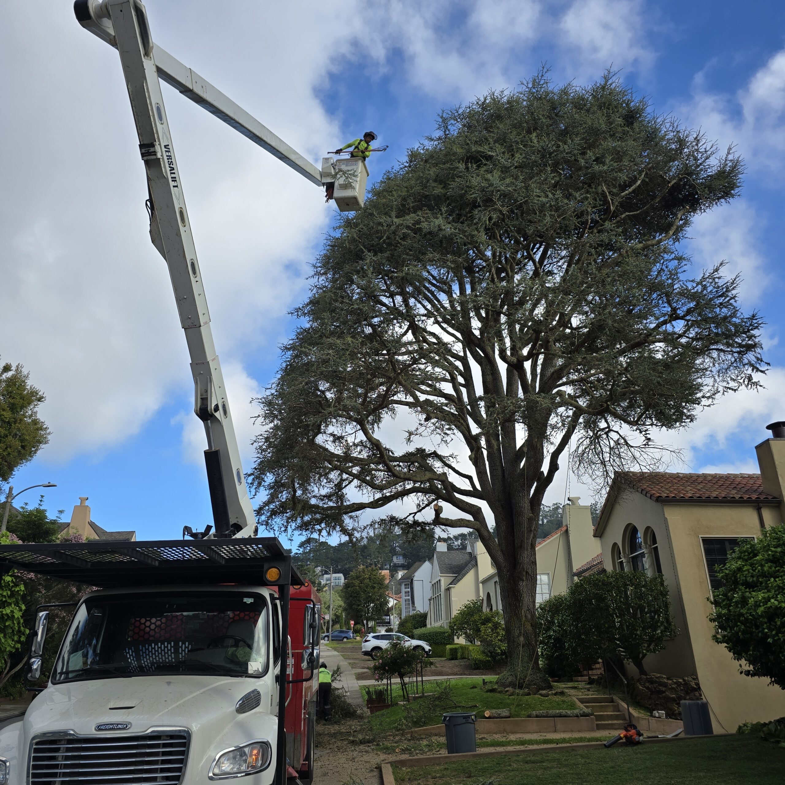 Bucket truck pruning a mature blue atlas cedar in a residential neighborhood