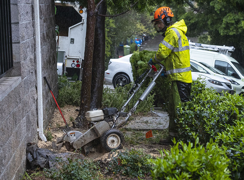 Arborist operating a stump grinder to remove a tree stump in a residential landscape as part of professional stump grinding services by Arborist Now.