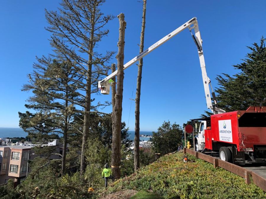 Arborist Now crew removing tall trees on a steep San Francisco hillside using a bucket truck