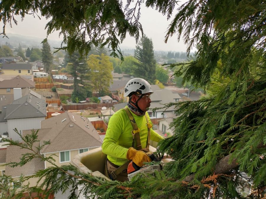 Arborist Now crew member pruning tree canopy from a bucket truck above a residential neighborhood