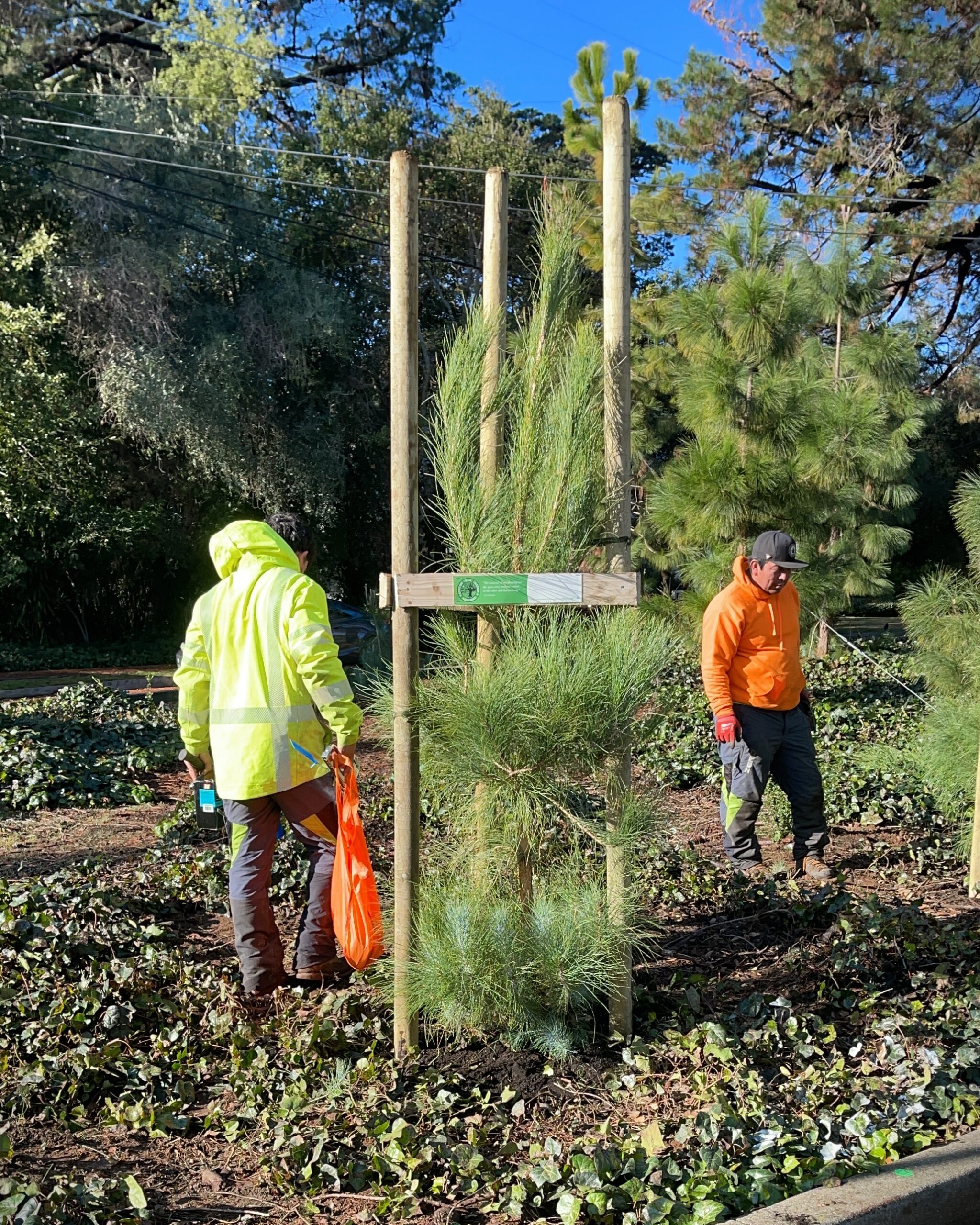 Arborist Now crew installing and monitoring young tree as part of commercial Plant Health Care program in San Francisco