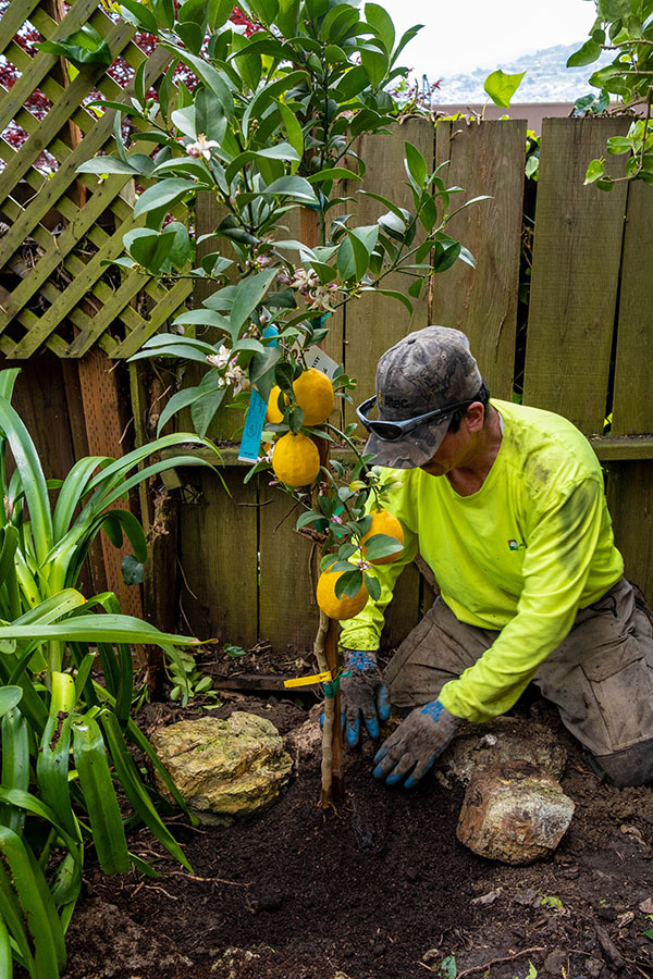 Arborist Now technician planting citrus tree as part of Commercial Landscaping Services in San Francisco