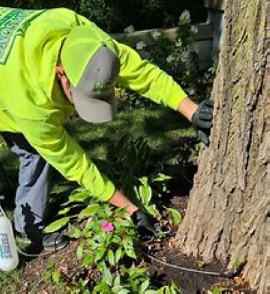 Arborist Now technician performing ongoing tree and landscape maintenance as part of Commercial Landscaping Services in San Francisco