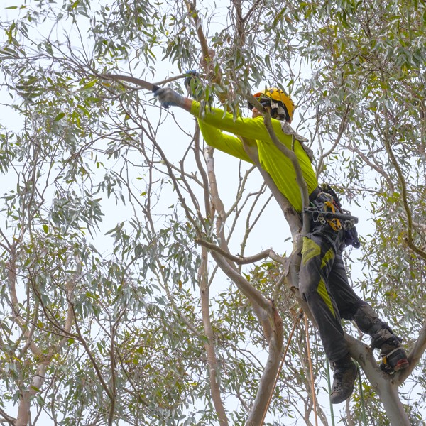 Arborist Now climber performing tree pruning as part of Commercial Landscaping Services in San Francisco