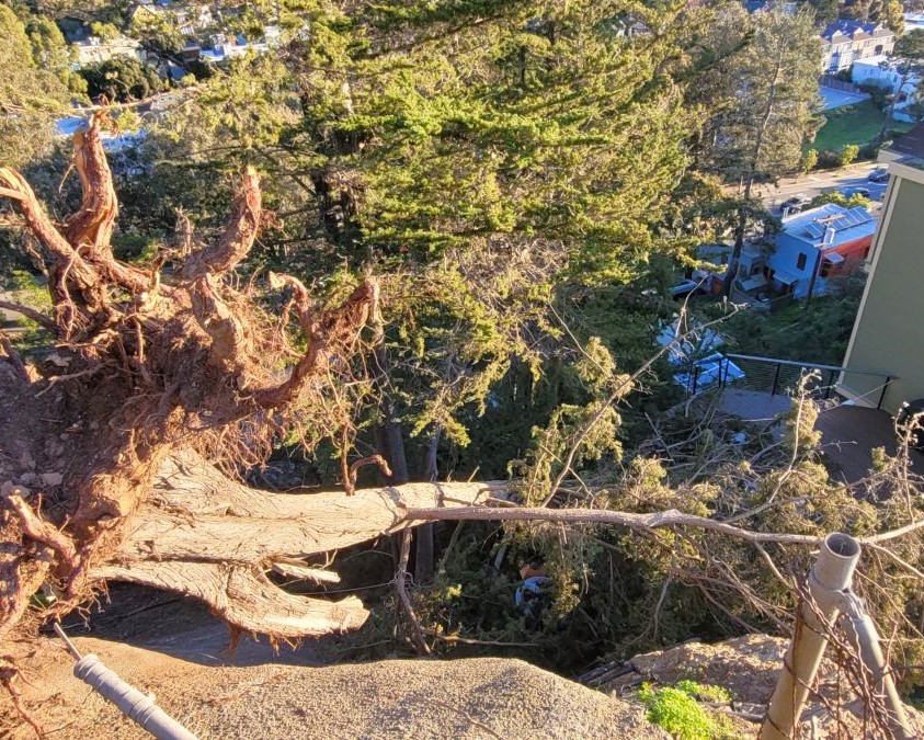 Storm-damaged tree with exposed root system on a commercial property in San Francisco, highlighting the need for Arborist Now emergency tree services to address hazardous conditions and restore site safety.