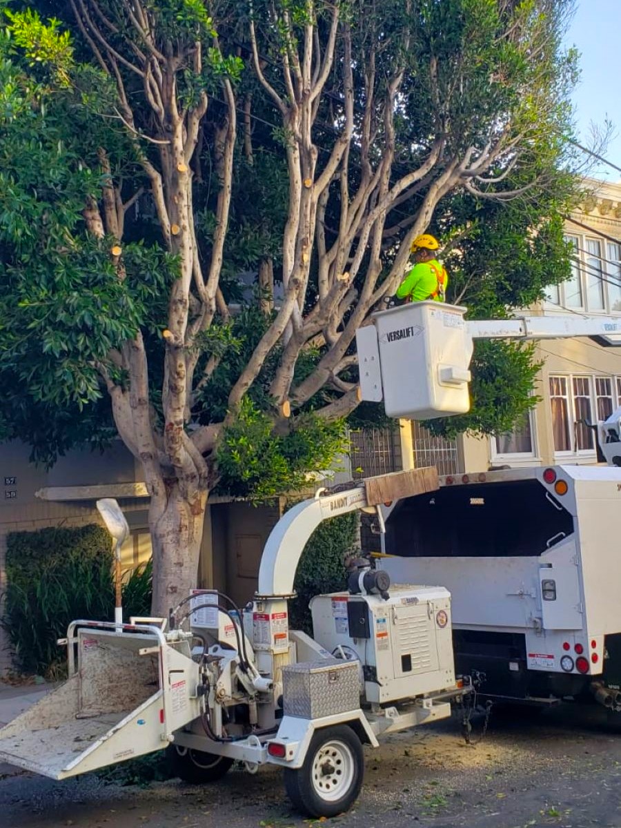 Arborist Now arborist performing commercial tree pruning from a bucket truck in San Francisco, trimming a large street-side tree to improve clearance, safety, and long-term canopy management for Bay Area properties.