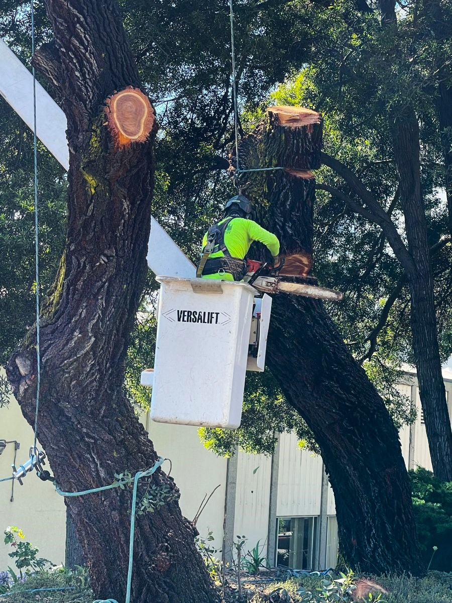 Arborist Now arborist performing commercial tree removal from a bucket truck in San Francisco, safely cutting a large tree section near buildings using professional rigging and chainsaw techniques.