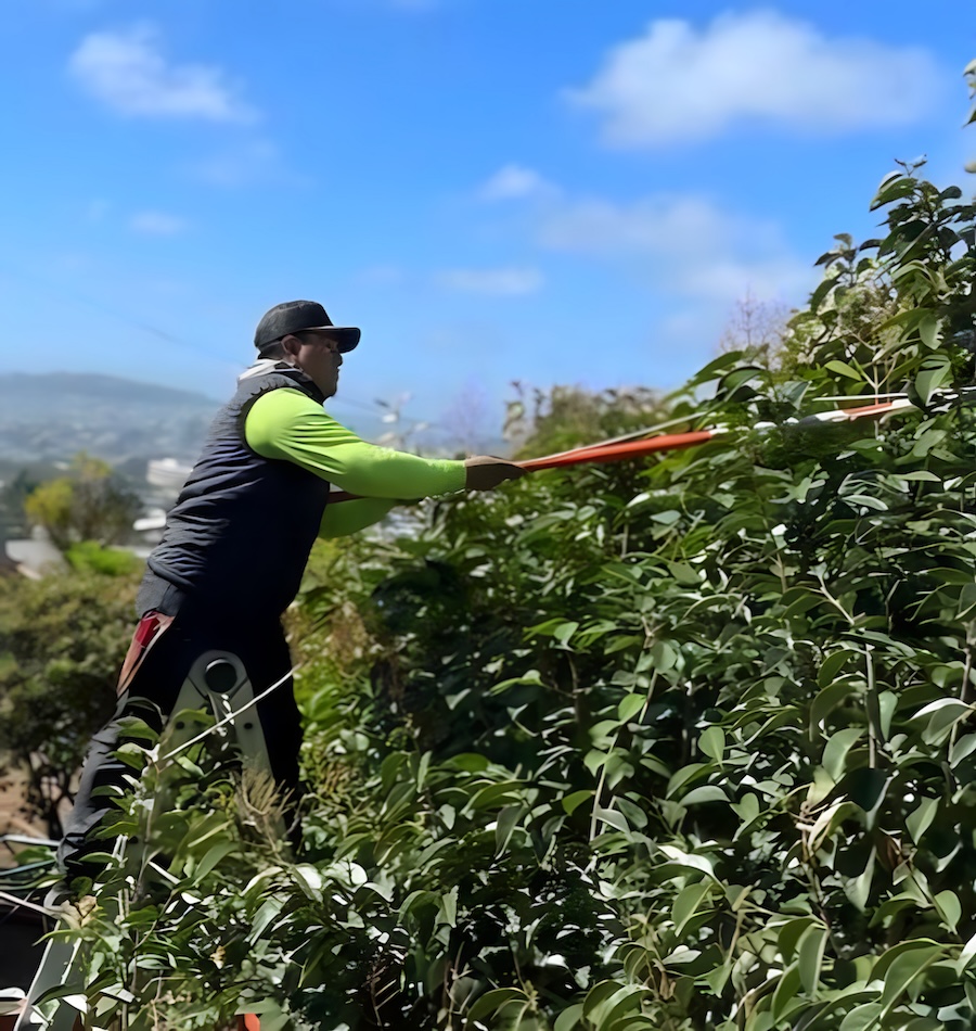 Professional residential hedge pruning in San Francisco landscape maintenance program