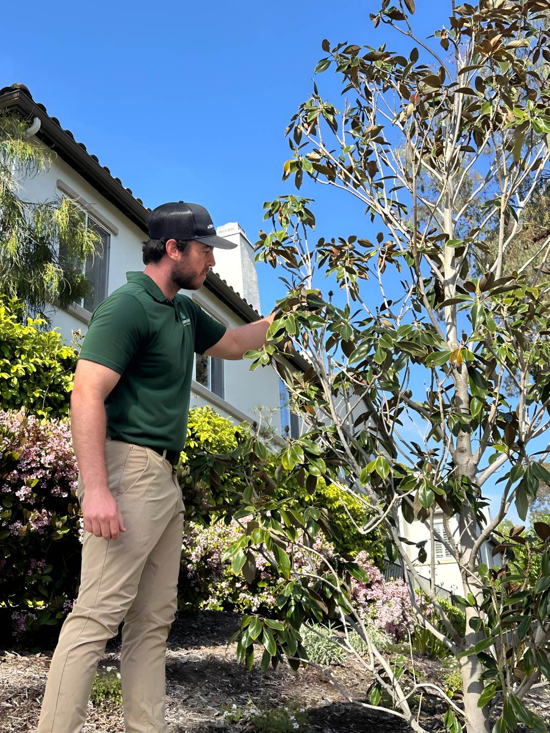Arborist Now certified arborist performing residential tree risk assessment and health evaluation in San Francisco, part of professional consulting arborist services.