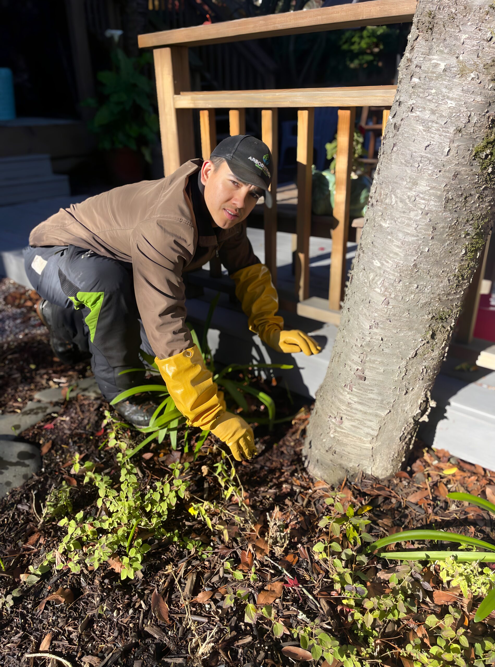 Arborist Now technician inspecting soil and mulch around residential tree base in San Francisco