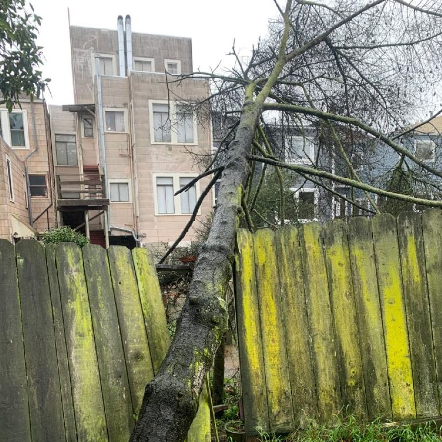 Fallen residential tree causing property damage requiring professional arborist risk assessment