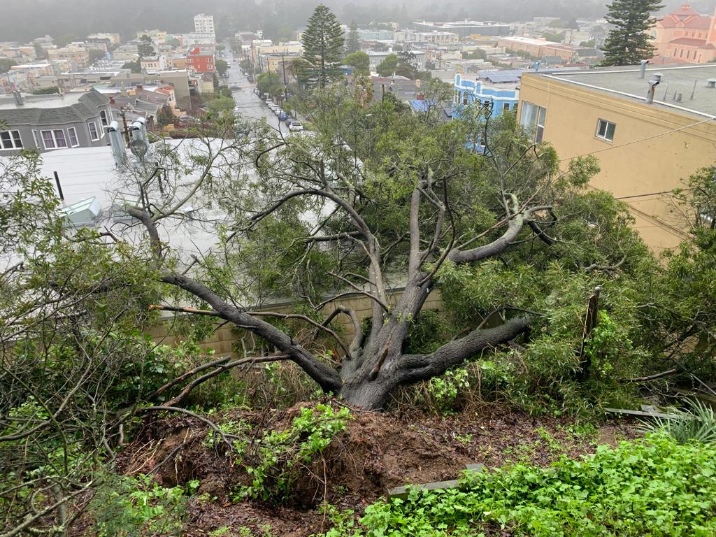 Storm-damaged tree fallen on hillside near residential buildings requiring emergency tree removal