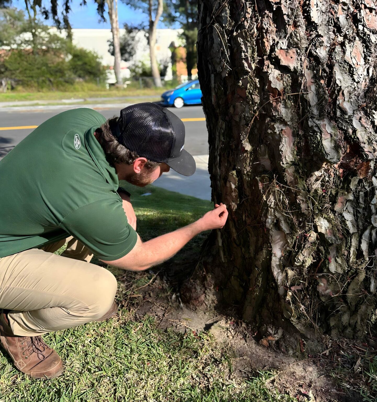 Consulting arborist inspecting tree trunk condition during residential tree consultation in the San Francisco Bay Area